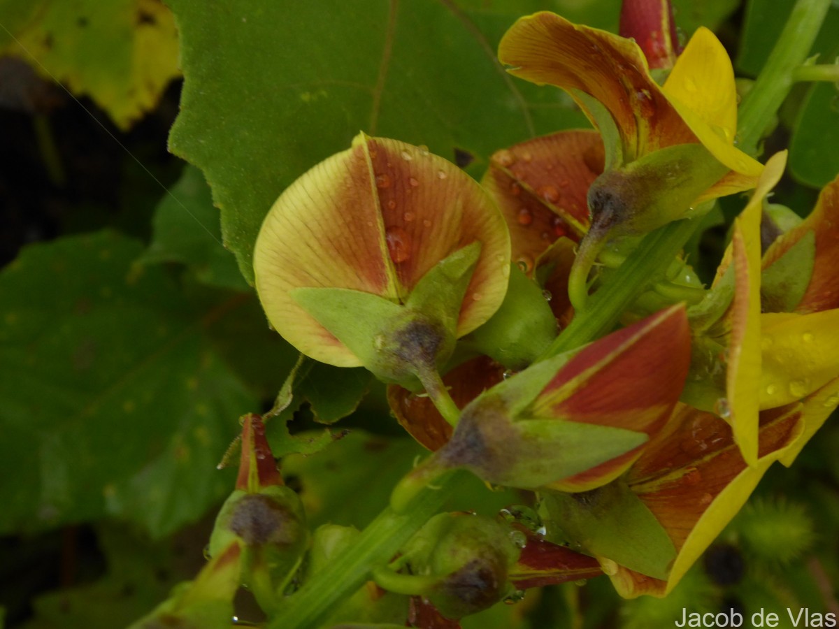 Crotalaria retusa L.